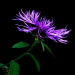 Flor